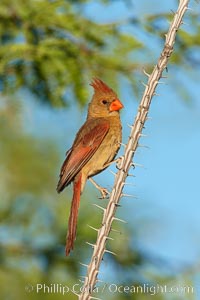 Northern cardinal, female. Amado, Arizona, USA, Cardinalis cardinalis, natural history stock photograph, photo id 22897