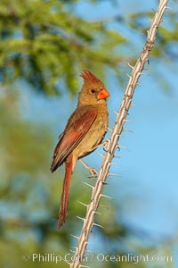 Northern cardinal, female, Cardinalis cardinalis, Amado, Arizona