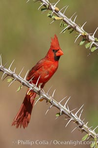 Male Northern cardinal, Cardinalis cardinalis, Arizona