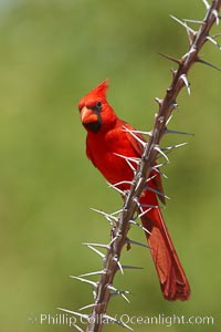 Northern cardinal, male, Cardinalis cardinalis, Amado, Arizona