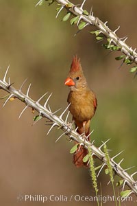 Northern cardinal, female, Cardinalis cardinalis, Amado, Arizona