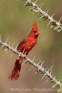 Northern cardinal, male, Cardinalis cardinalis, Amado, Arizona