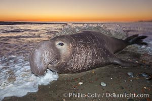 Northern elephant seal, Mirounga angustirostris