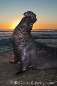 Northern elephant seal, Mirounga angustirostris
