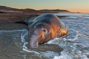 Northern elephant seal, Mirounga angustirostris