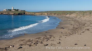 Northern elephant seal, Mirounga angustirostris