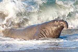 Northern elephant seal, Mirounga angustirostris