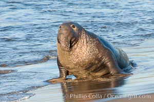 Northern elephant seal, Mirounga angustirostris