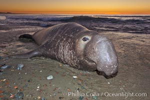 Northern elephant seal, Mirounga angustirostris