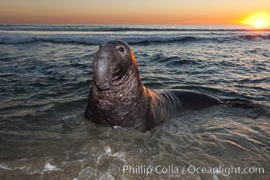 Northern elephant seal, Mirounga angustirostris