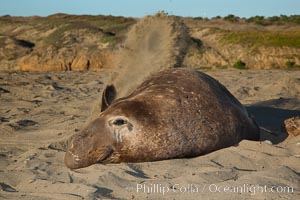 Northern elephant seal, Mirounga angustirostris