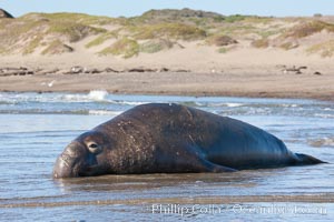 Northern elephant seal, Mirounga angustirostris