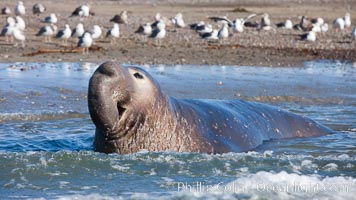 Northern elephant seal, Mirounga angustirostris