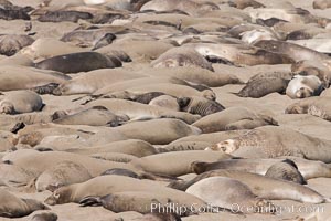 Northern elephant seal, Mirounga angustirostris