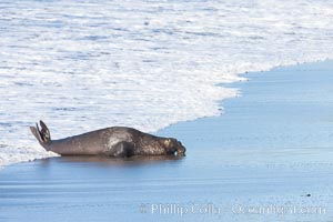 Northern elephant seal., Mirounga angustirostris, natural history stock photograph, photo id 26704