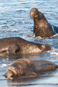 Northern elephant seal, Mirounga angustirostris