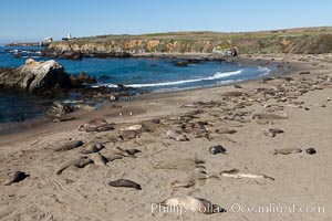 Northern elephant seal, Mirounga angustirostris