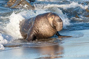 Northern elephant seal, Mirounga angustirostris