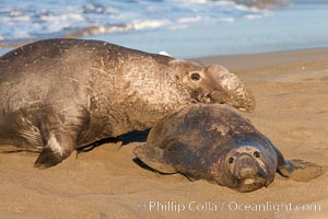 Northern elephant seal, Mirounga angustirostris