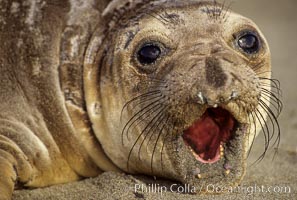 Juvenile northern elephant seal, Mirounga angustirostris, Piedras Blancas, San Simeon, California