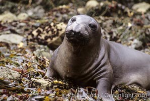 Juvenile northern elephant seal, Mirounga angustirostris, Piedras Blancas, San Simeon, California