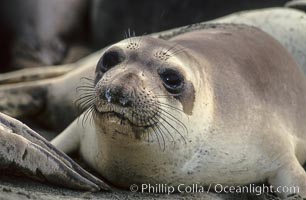 Juvenile northern elephant seal, Mirounga angustirostris, Piedras Blancas, San Simeon, California