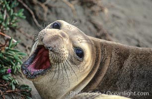 Juvenile northern elephant seal, Mirounga angustirostris, Piedras Blancas, San Simeon, California