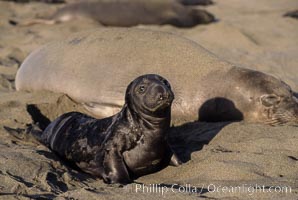 Baby northern elephant seal near its mother, Mirounga angustirostris, Piedras Blancas, San Simeon, California