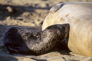 Baby northern elephant seal nurses on its mother, Mirounga angustirostris, Piedras Blancas, San Simeon, California