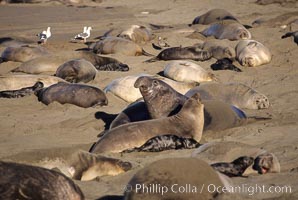 Juvenile northern elephant seals, Mirounga angustirostris, Piedras Blancas, San Simeon, California