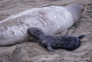 Baby northern elephant seal nurses on its mother, Mirounga angustirostris, Piedras Blancas, San Simeon, California