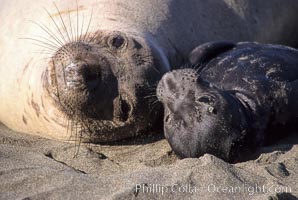 Baby northern elephant seal near its mother, Mirounga angustirostris, Piedras Blancas, San Simeon, California