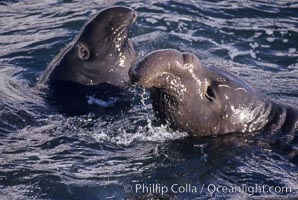 Young adult male northern elephant seal, mock jousting/fighting, Mirounga angustirostris, Piedras Blancas, San Simeon, California