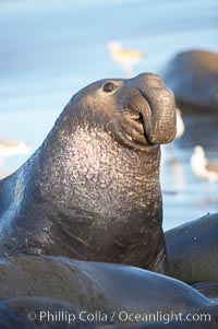 A bull elephant seal rears up on his foreflippers, surverying his beach territory.  He displays scarring on his chest and proboscis from fighting other males for territory and rights to a harem of females.  Sandy beach rookery, winter, Central California, Mirounga angustirostris, Piedras Blancas, San Simeon