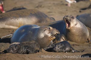 Female elephant seals fight for space on the beach for themselves and their pups, and fend off other females who may try to steal their pups.  The fights among females are less intense than those among bulls but are no less important in determining the social hierarchy of the rookery.  Sandy beach rookery, winter, Central California, Mirounga angustirostris, Piedras Blancas, San Simeon