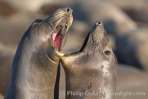 Female elephant seals fight for space on the beach for themselves and their pups, and fend off other females who may try to steal their pups.  The fights among females are less intense than those among bulls but are no less important in determining the social hierarchy of the rookery.  Sandy beach rookery, winter, Central California, Mirounga angustirostris, Piedras Blancas, San Simeon