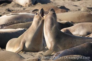 Female elephant seals fight for space on the beach for themselves and their pups, and fend off other females who may try to steal their pups.  The fights among females are less intense than those among bulls but are no less important in determining the social hierarchy of the rookery.  Sandy beach rookery, winter, Central California, Mirounga angustirostris, Piedras Blancas, San Simeon