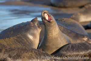 Female elephant seals fight for space on the beach for themselves and their pups, and fend off other females who may try to steal their pups.  The fights among females are less intense than those among bulls but are no less important in determining the social hierarchy of the rookery.  Sandy beach rookery, winter, Central California, Mirounga angustirostris, Piedras Blancas, San Simeon