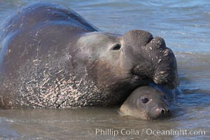 Elephant seals in the surf, showing extreme dimorphism, males (5000 lb) are triple the size of females (1700 lb).  Central California, Mirounga angustirostris, Piedras Blancas, San Simeon