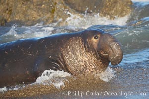 Elephant seal adult male emerges from the ocean, hauling himself up on the sandy beach to rest at the rookery.  Central California, Mirounga angustirostris, Piedras Blancas, San Simeon