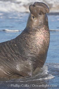 A bull elephant seal rears up on his foreflippers, surverying his beach territory.  He displays scarring on his chest and proboscis from fighting other males for territory and rights to a harem of females.  Sandy beach rookery, winter, Central California, Mirounga angustirostris, Piedras Blancas, San Simeon