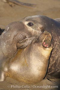 A bull elephant seal forceably mates (copulates) with a much smaller female, often biting her into submission and using his weight to keep her from fleeing.  Males may up to 5000 lbs, triple the size of females.  Sandy beach rookery, winter, Central California, Mirounga angustirostris, Piedras Blancas, San Simeon