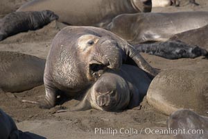 A bull elephant seal forceably mates (copulates) with a much smaller female, often biting her into submission and using his weight to keep her from fleeing.  Males may up to 5000 lbs, triple the size of females.  Sandy beach rookery, winter, Central California, Mirounga angustirostris, Piedras Blancas, San Simeon