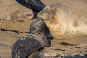 Mother elephant seal and her pup.  The pup will nurse for 27 days, when the mother stops lactating and returns to the sea.  The pup will stay on the beach 12 more weeks until it becomes hungry and begins to forage for food, Mirounga angustirostris, Piedras Blancas, San Simeon, California