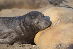 Elephant seal pup nurses.  The pup will nurse for 27 days, when the mother stops lactating and returns to the sea.  The pup will stay on the beach 12 more weeks until it becomes hungry and begins to forage for food, Mirounga angustirostris, Piedras Blancas, San Simeon, California