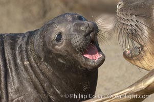 Elephant seal mother and pup vocalize to one another constantly, likely to reassure the pup and confirm the maternal identity on a crowded beach.  Central California, Mirounga angustirostris, Piedras Blancas, San Simeon