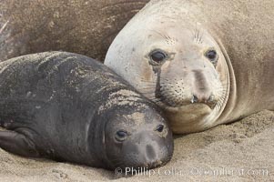 Mother elephant seal and her pup.  The pup will nurse for 27 days, when the mother stops lactating and returns to the sea.  The pup will stay on the beach 12 more weeks until it becomes hungry and begins to forage for food, Mirounga angustirostris, Piedras Blancas, San Simeon, California