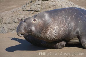 An adult male elephant seal, rushing to attack another male intruding on his territory, tramples a tiny pup.  Pups experience a high mortality rate, including injury, separation from mother, being washed into the ocean and abandonment, Mirounga angustirostris, Piedras Blancas, San Simeon, California