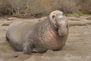 This bull elephant seal, an old adult male, shows scarring on his chest and proboscis from many winters fighting other males for territory and rights to a harem of females.  Sandy beach rookery, winter, Central California, Mirounga angustirostris, Piedras Blancas, San Simeon
