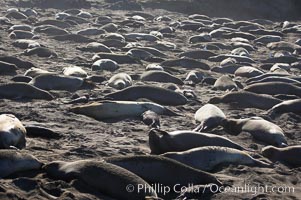 Elephant seals crowd a sand beach at the Piedras Blancas rookery near San Simeon, Mirounga angustirostris